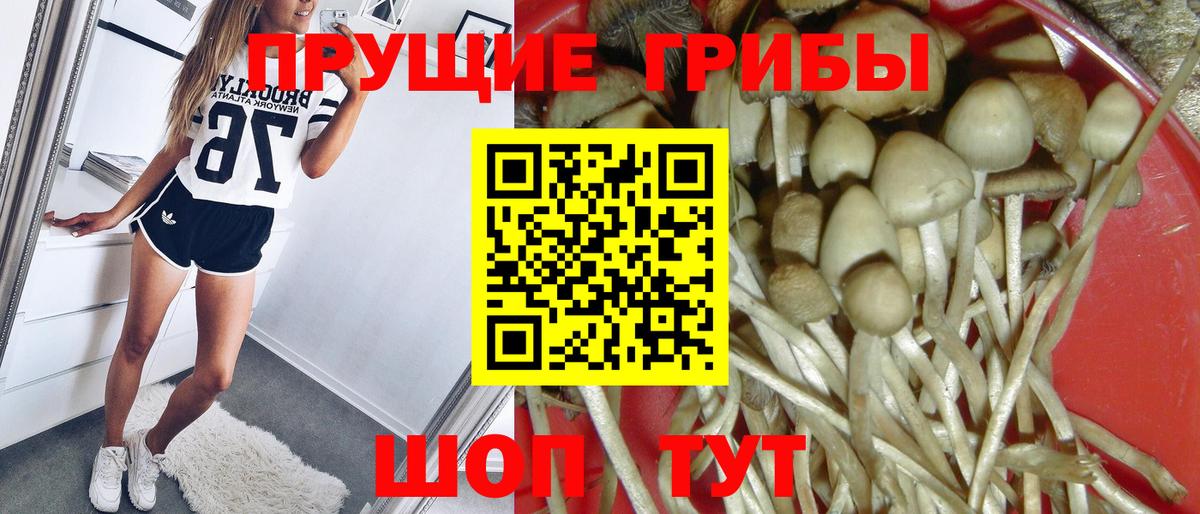 Псилоцибиновые грибы GOLDEN TEACHER  Псилоцибиновые грибы GOLDEN TEACHER  Ульяновск  Вход с VPN 